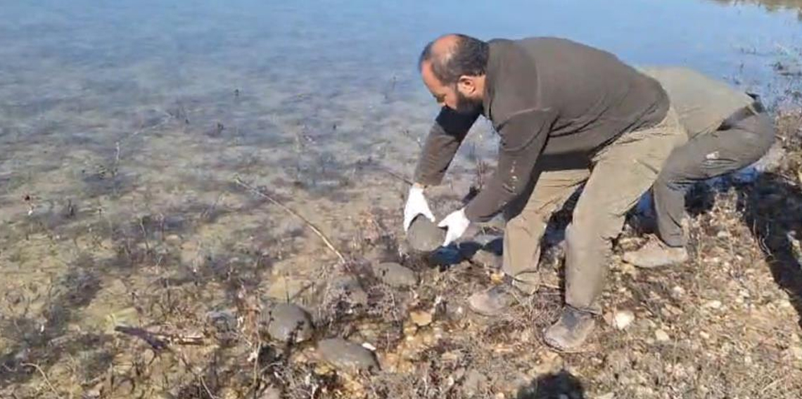 Şanlıurfa’da kurtarılan 500 kaplumbağa doğaya bırakıldı