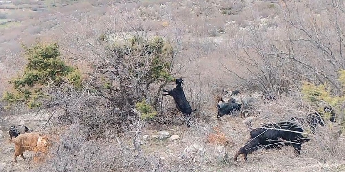 Tokat Reşadiye’de Çobanın Bahar Türküsü, Kışın Zorlu Mücadelesi Yeşeren Yaylada Umuda Dönüştü