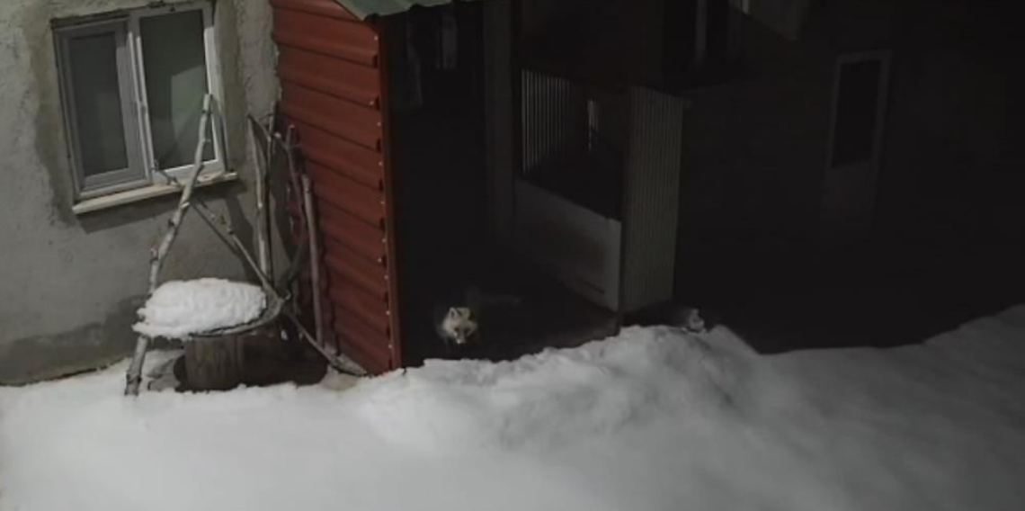 Bayburt’ta Doğanın Sert Yüzü Kamerada, Tilki Tavşanı Böyle Avladı