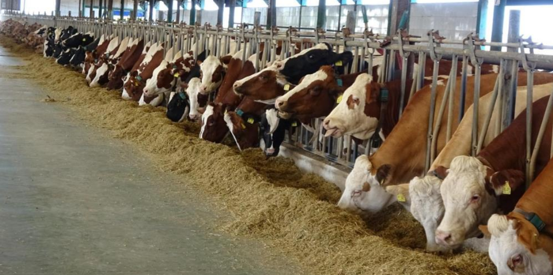 Samsun’da 2023-2025 Yıllarında Çiftçilere 3,06 Milyar TL Destek