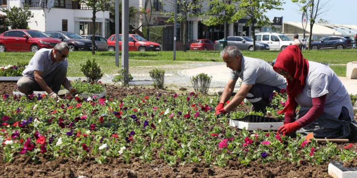 Büyükşehir’in ürettiği çiçekler Ordu’yu renklendiriyor