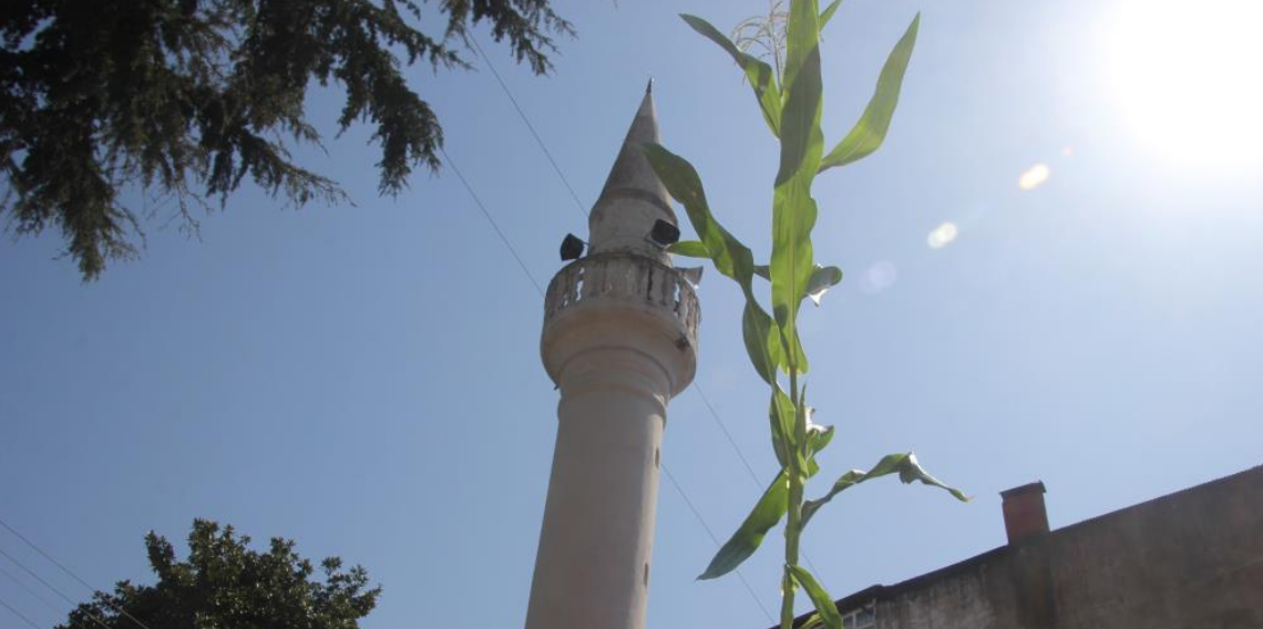 Ordu'da Cami Çatısında Yetişen Mısır Görenleri Şaşırttı! Yağmur Oluğu Doğal Tarlaya Dönüştü
