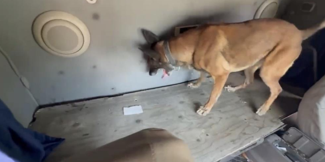 Samsun'da Tırın Gizli Bölmesinde 7 Kilo Metamfetamin Ele Geçirildi! Dedektör Köpek Hektör Buldu