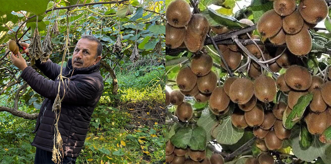 Sis Dağı eteklerinde kivi hasadı başladı