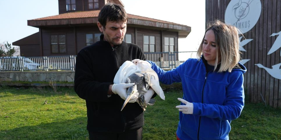 Samsun'da 120 yaban hayvanı tedavi edildi