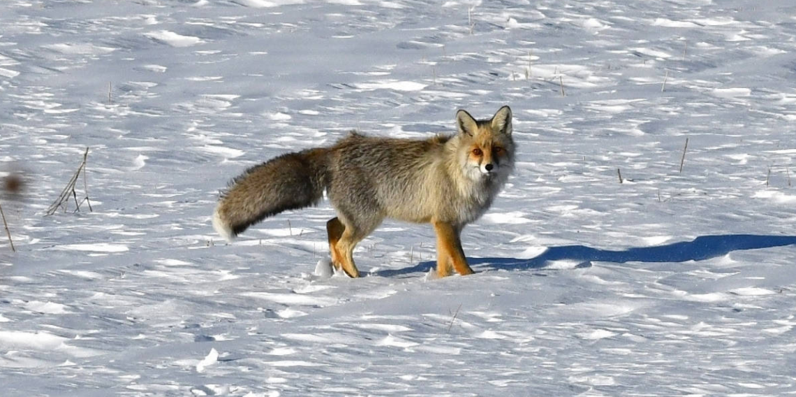 Sahara Geçidi'nde karşılaştığı tilkiye yiyecek verdi