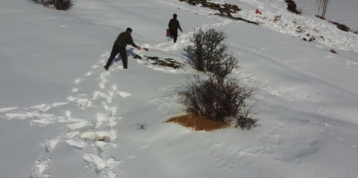 Bayburt'ta yaban hayvanları unutulmuyor