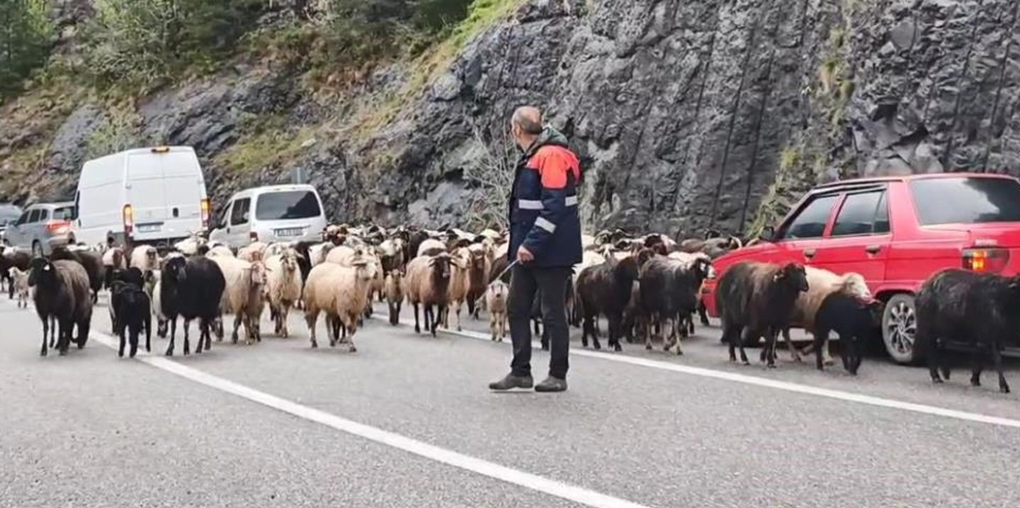 Artvin'de yaylaya giden koyun sürüsü karayolunu işgal etti