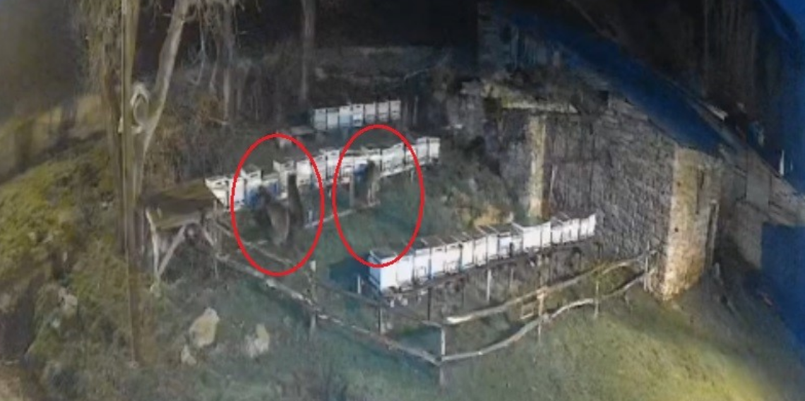 Bayburt’ta iki farklı arılığı talan eden ayılar köpek havlayınca kaçtı