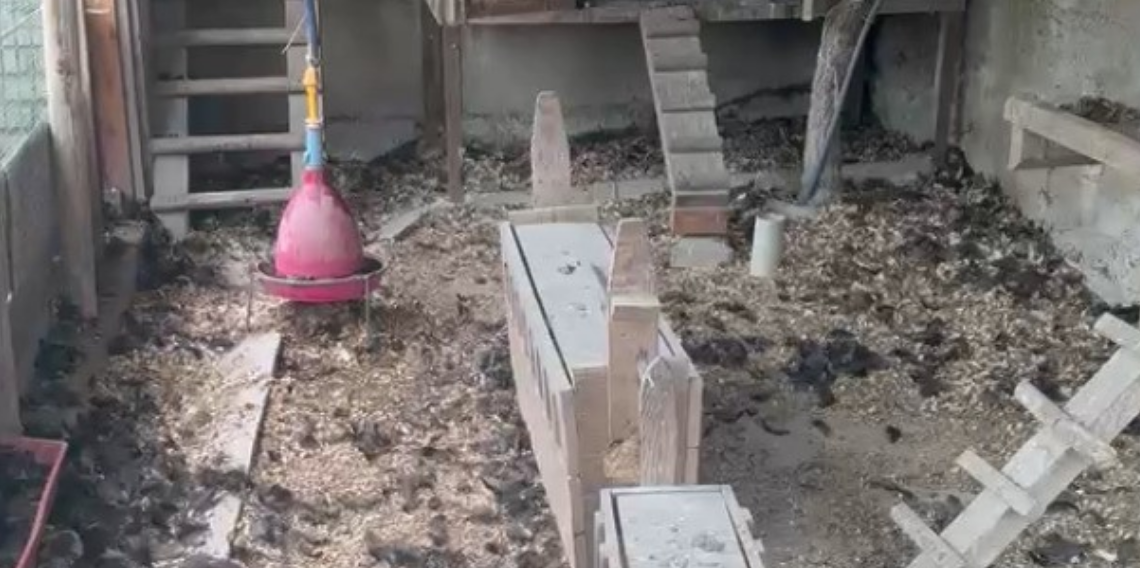Ordu’da Tilki Kümes Baskını Yaptı: 14 Tavuk Telef Oldu
