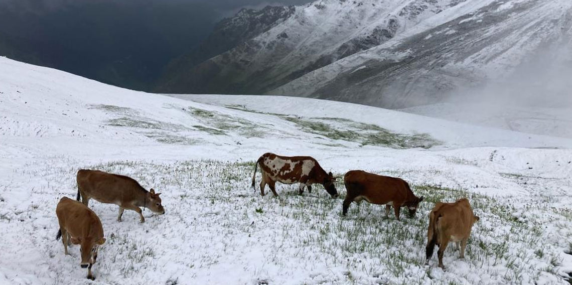 Kaçkar Dağları’ndan turistlere ‘Beyaz sürpriz’