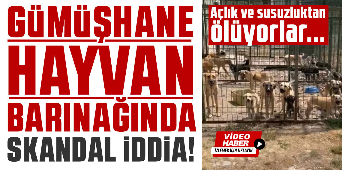 Gümüşhane hayvan barınağında skandal iddia! Açlık ve susuzluktan ölüyorlar...