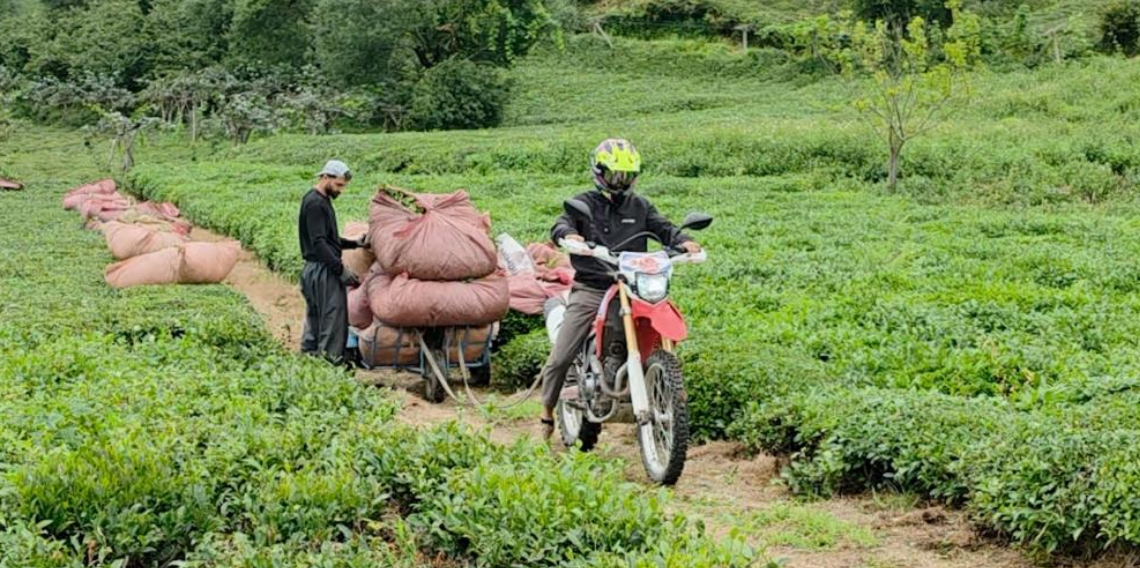 Rize'de Pratik Zeka Gündem Oldu! Kamyonetin Giremediği Arazide Çayı Bu Yöntemle Taşıdılar