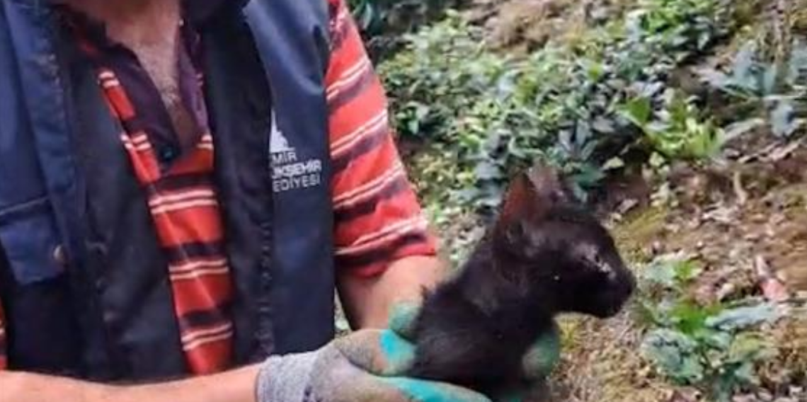 Rize'de Boruda Mahsur Kalan Kedi 4 Gün Sonra Kurtarıldı! Çay Üreticilerinden Yürek Isıtan Müdahale