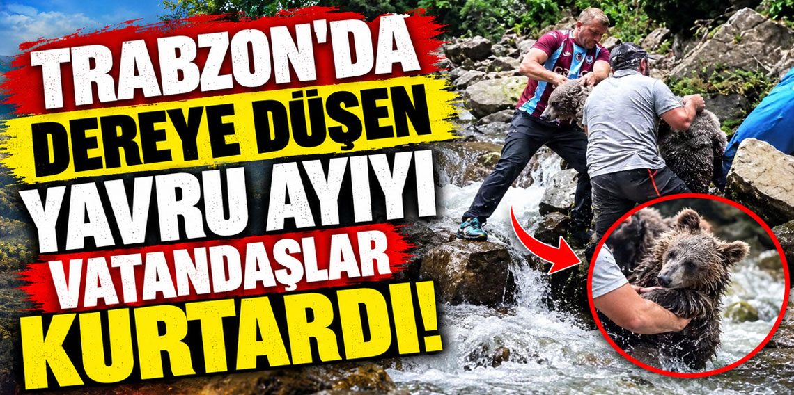 Dere yatağında mahsur kalan yavru boz ayıyı yöre halkı kurtardı