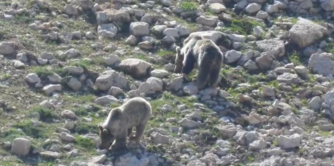 Antalya'nın 2 bin 500 rakımlı yaylasında ayıların kar keyfi kamerada