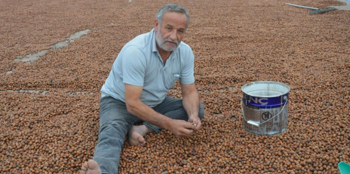 Yağmurdan kaçan Ordulu fındık üreticileri Tokat'ta da sağanağa yakalandı