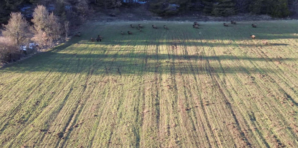 Tarlada yiyecek arayan domuz sürüsü dronla görüntülendi