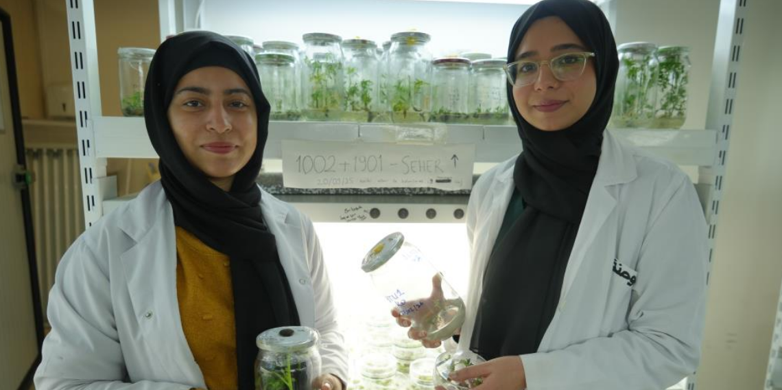 OMÜ’de Kuraklığa Dayanıklı Domates Araştırması