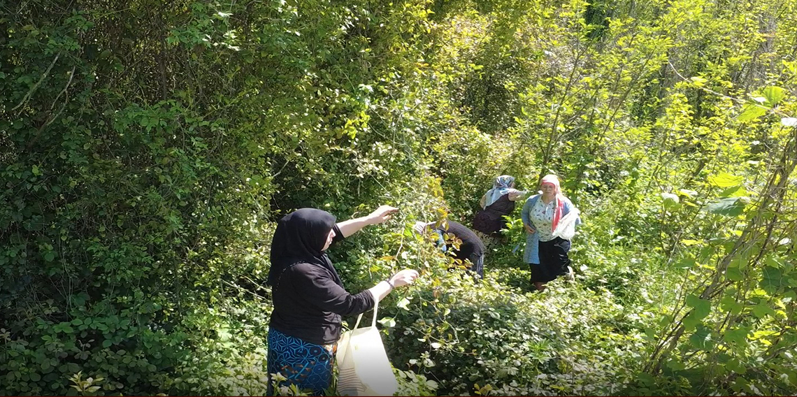 Doğanın şifalı otu ‘kırçan'ın sezonu başladı