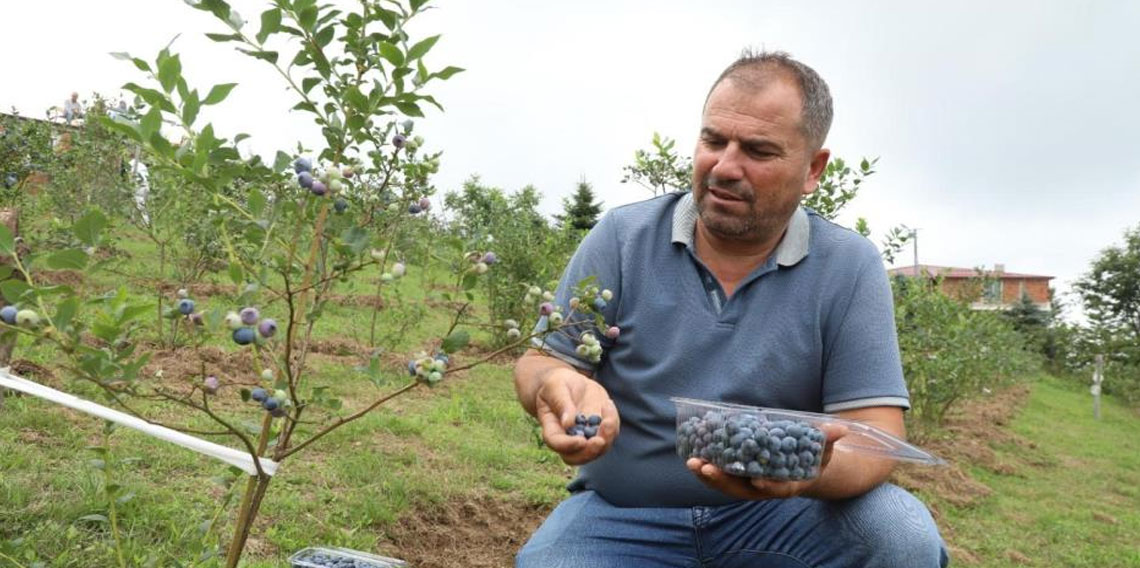 Ordu’da mavi yemişin kilogramı 500 TL