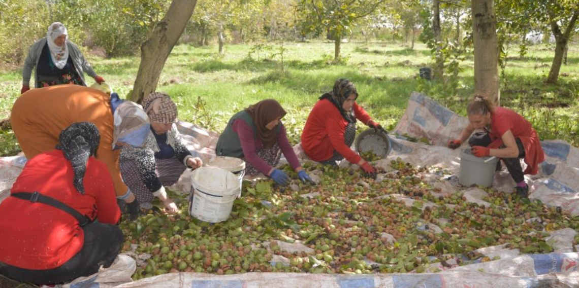 Tokat'ın 'beyaz altını'nda hasat başladı