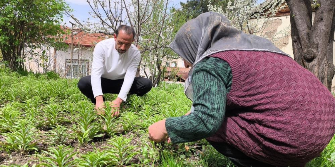 Babasından miras kalan akzambaklara gözü gibi bakıyor