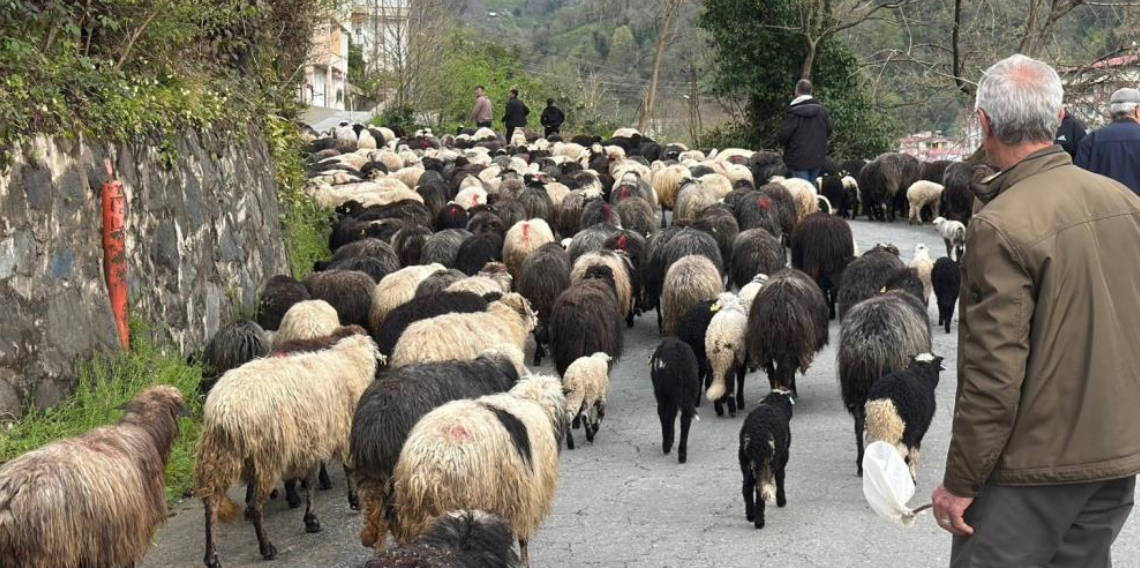 Artvin'de zorlu yayla göçü başladı
