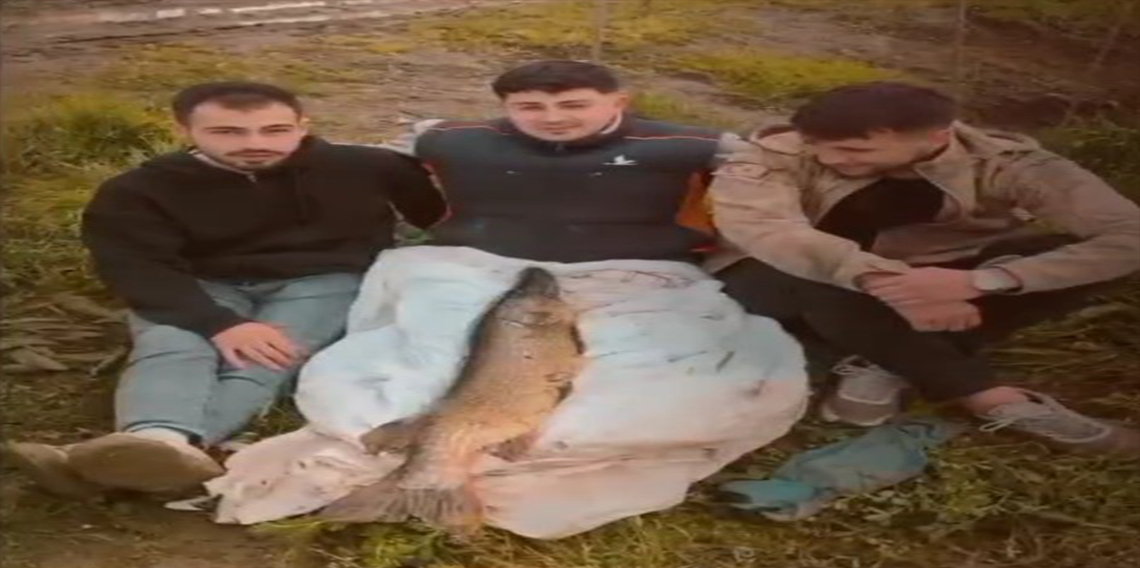 14 kiloluk turnayı bebek gibi kucağında salladı