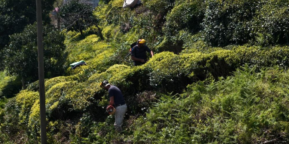 2026 yaş çay sezonu 15 Mayıs'ta başlıyor