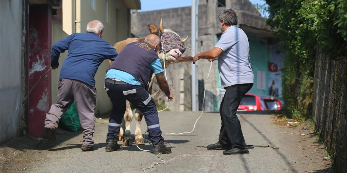 Rize'de kaçan kurbanlık sahiplerini peşinden koşturdu