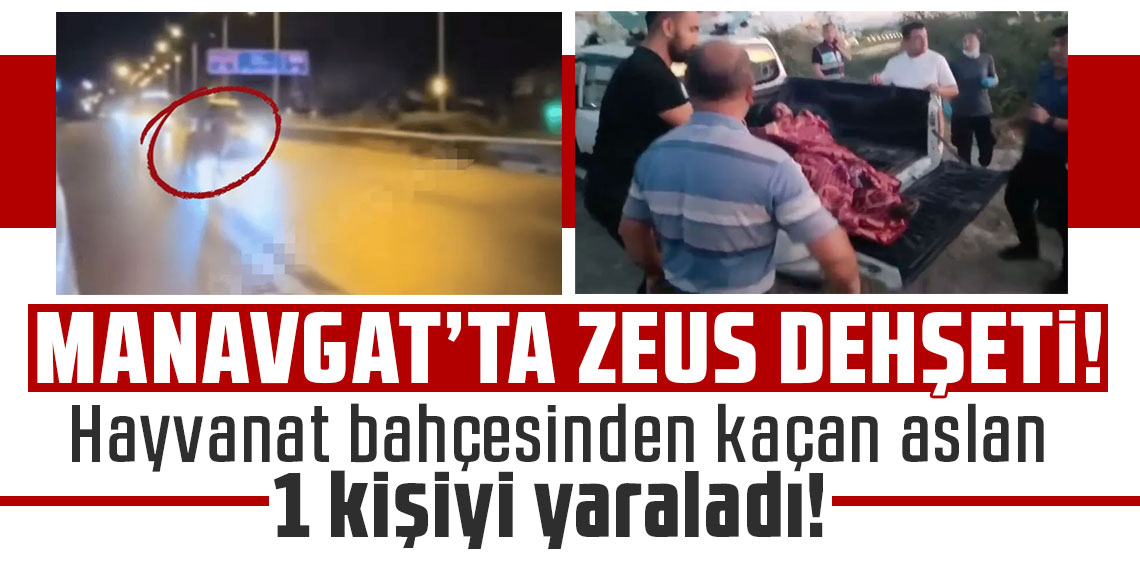 Antalya'da hayvanat bahçesinden kaçan aslan 1 kişiyi yaraladı! Manavgat'ta 'Zeus' dehşeti