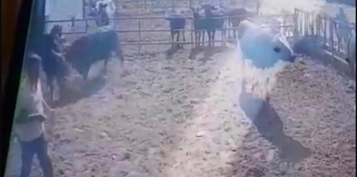 Beslediği boğanın saldırısına uğrayan adam ağır yaralandı