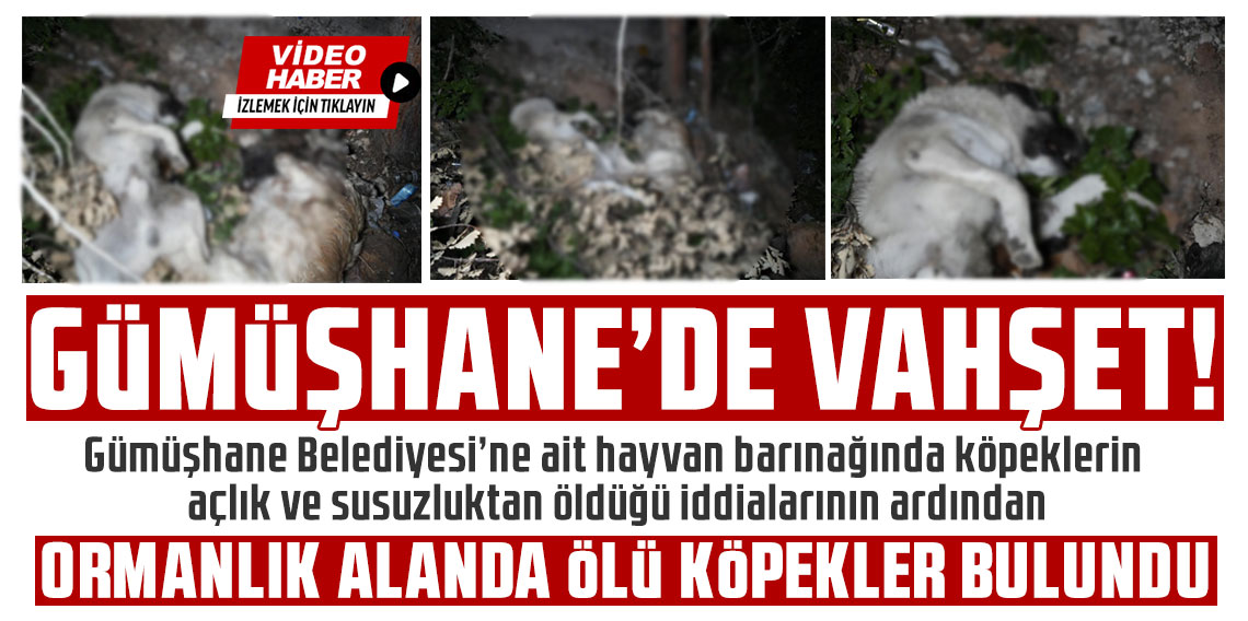 Gümüşhane'de barınak olayının ardından ormanlık alanda ölü köpekler bulundu