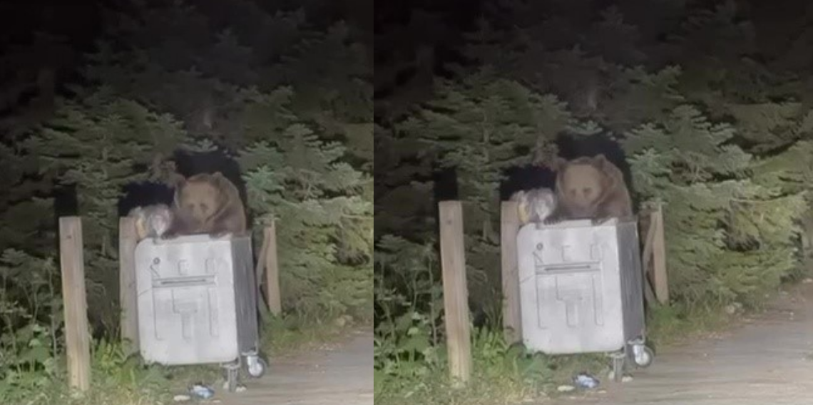 Uludağ'da Aç Kalan Ayı Yerleşim Alanına İndi!