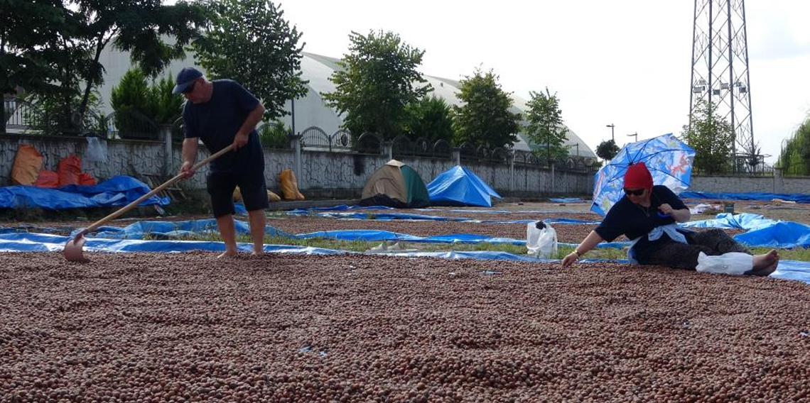 Ordu’da üreticilerin zorlu fındık kurutma mesaisi