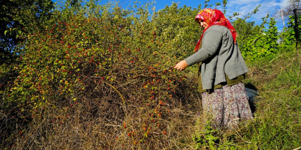 Dikenli dallardan sofralara kuşburnunun zahmetli yolculuğu