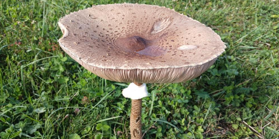 Yağışlar mantarları artırdı, uzman uyardı: 