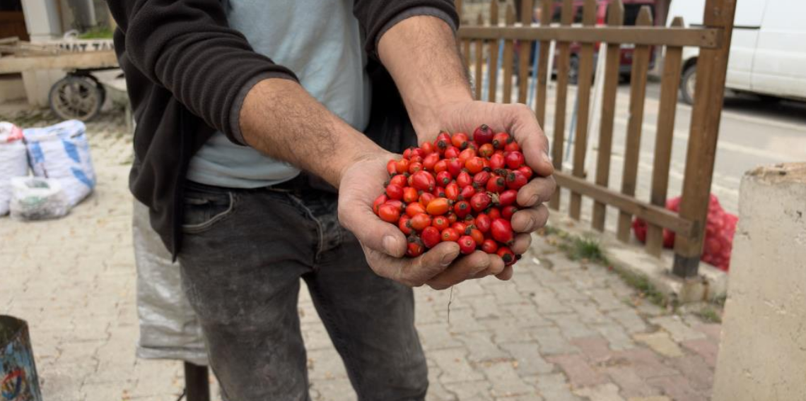 Tokat’ta kuşburnu bolluğu fiyatları yarıya düşürdü!