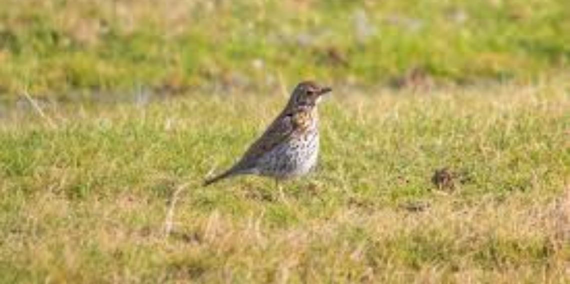 Danıştay kararı Karadeniz'de atmacacılığı tartışmaya açtı
