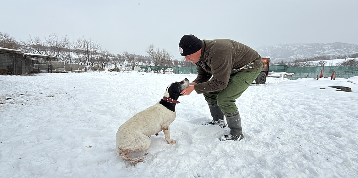 Öğretmenliktin vazgeçti, av köpeği eğitiyor