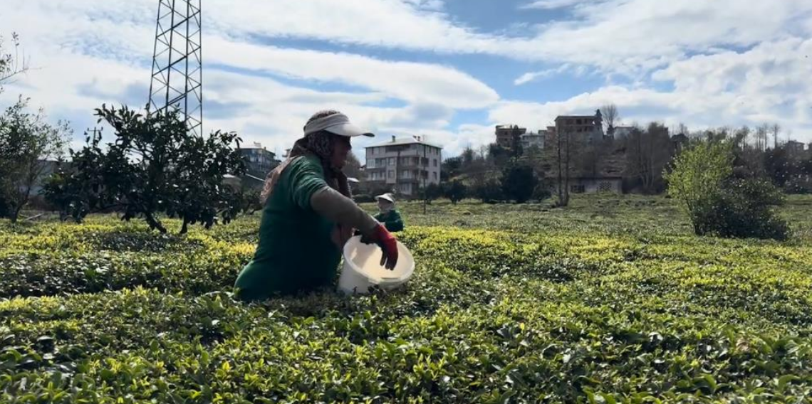 Çay Üreticileri Yeni Sezona Hazır, Rize’de Bahçelerde Seferberlik