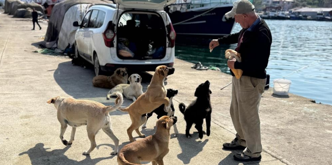 Ordu’da Bülent Şahin Hem Balık Tutuyor Hem Sokak Köpeklerini Besliyor