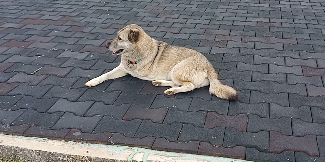 Trabzon'da üç ayaklı köpek yaşama tutundu