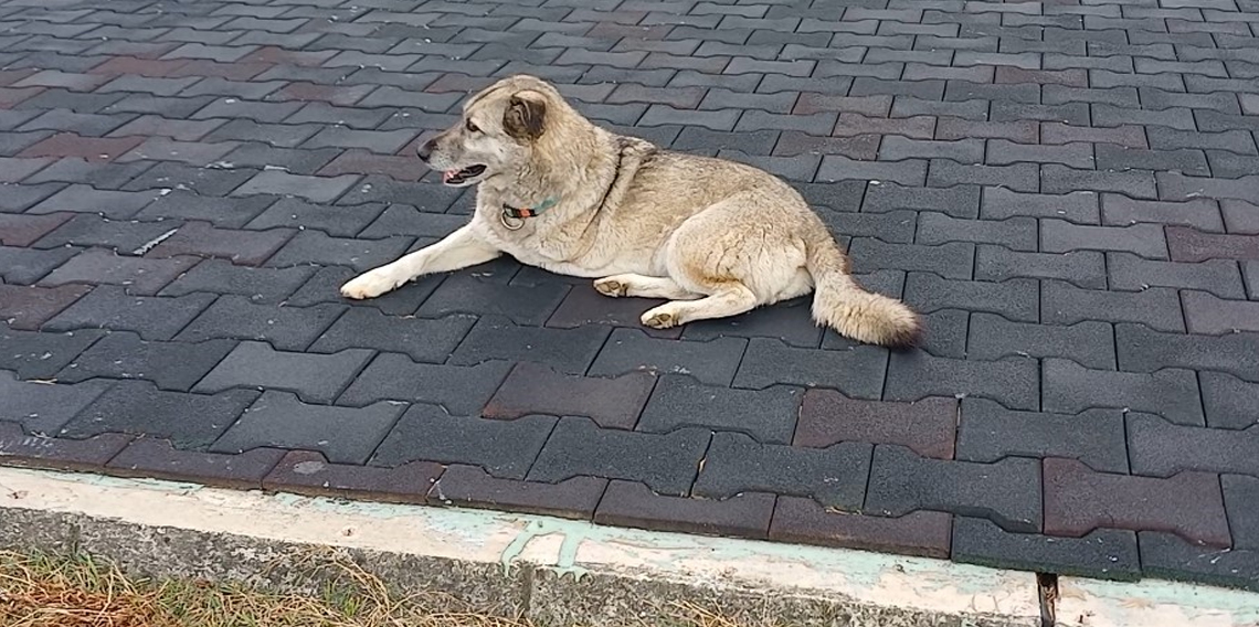 Trabzon'da Üç ayaklı köpek yaşama tutundu