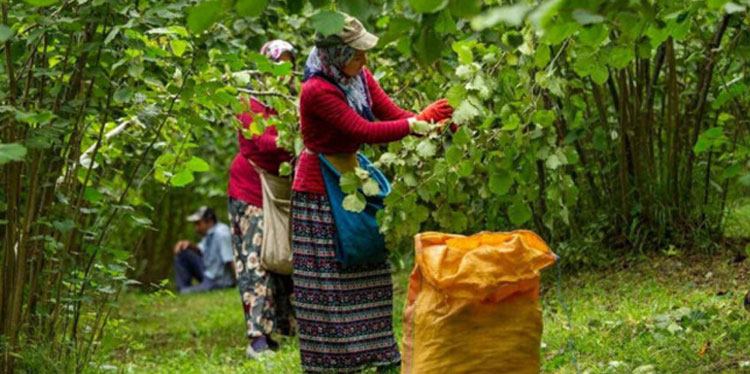 Giresun’da fındık işçilerine fiyat güncellemesi