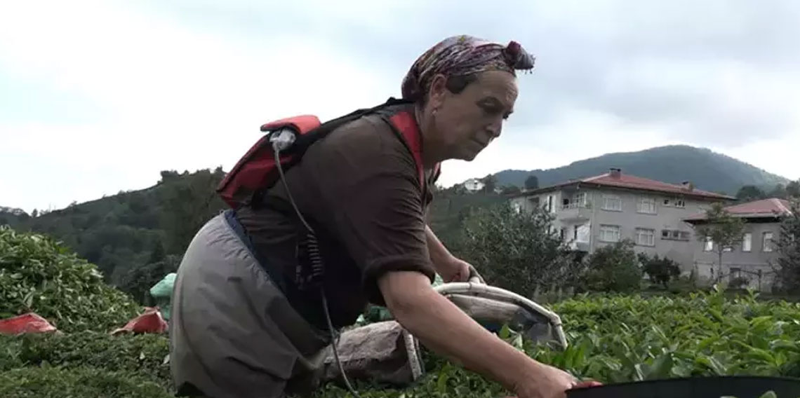 ÇAYKUR'dan randevulu çay alım sistemi!