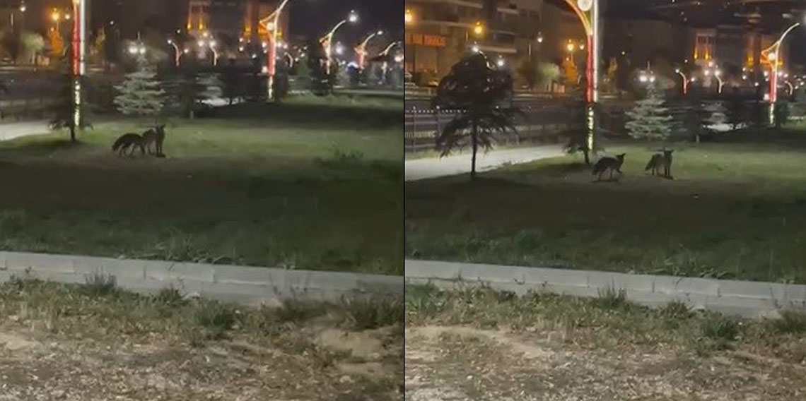 Bayburt'ta birbirleriyle oyun oynayan iki tilki görüldü