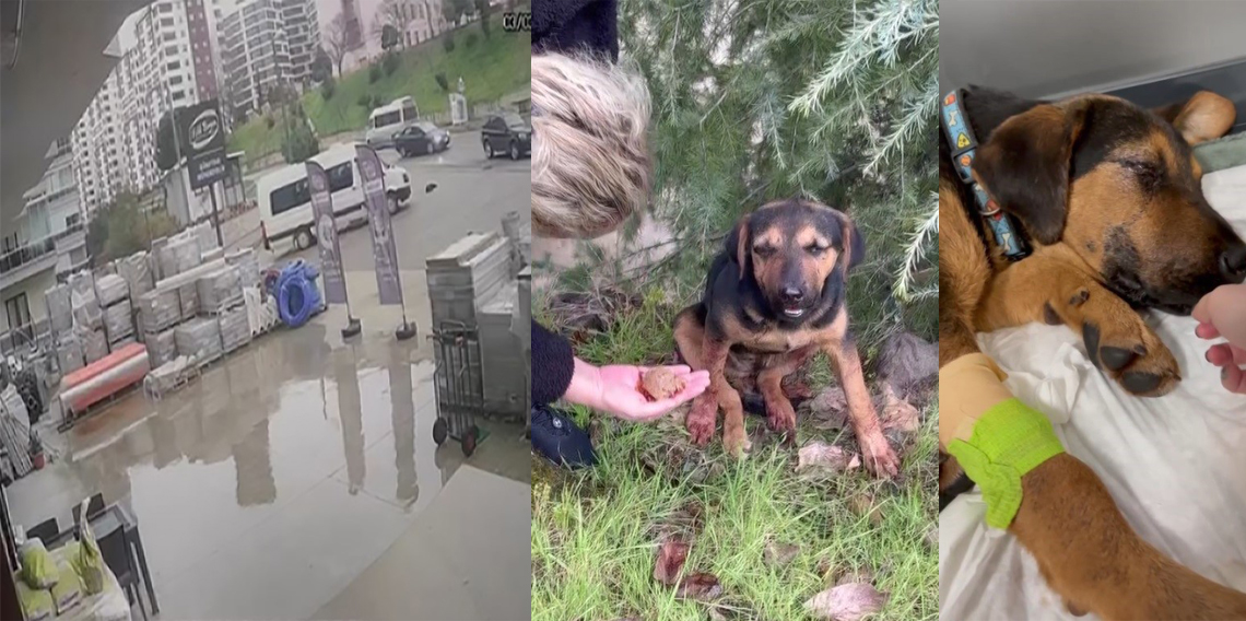 Önce minibüsü ile köpeğin üstünden geçti, sonra hiçbir şey olmamış gibi yoluna devam etti