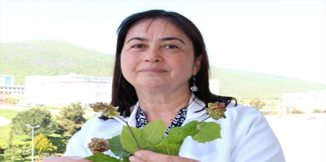Profesör uyardı: Fındık kozalaklarını elle toplayıp atmanın tam zamanı